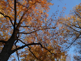 looking up at yellow leaves on a tree