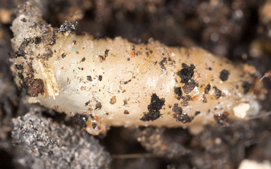 White grubs in nature. macro