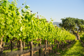 Naklejka premium Rows of Vineyard Grapvines WIth Oak, Santa Ynez, CA