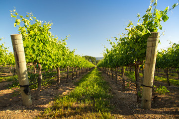 Rows of Lush Vineyard Grapvines, Santa Ynez, CA