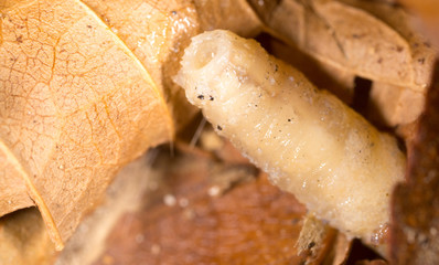 White grubs in nature. macro