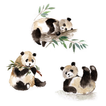 Giant pandas set, watercolor