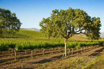 Naklejka premium Oak Tree In Vineyard, Santa Ynez, CA