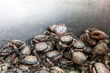Field crab escape attempt.