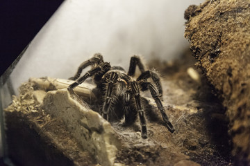 Dangerous terrarium spider