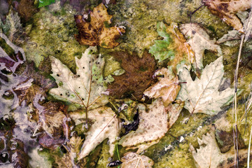 Autumn Leaves in Water, Seasonal Background