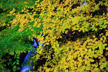 紅葉の抱返り渓谷