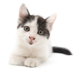 little kitten on white background