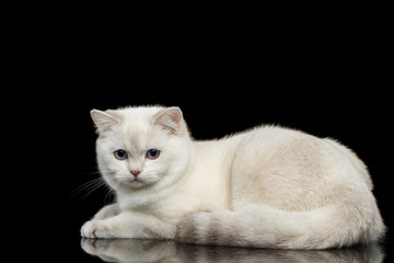 Adorable British breed Cat White color with magic Blue eyes, Lying on Isolated Black Background with reflection