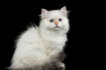 Furry British breed Kitty White color Sitting and Looking up on Isolated Black Background with reflection