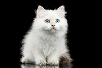 Naklejka na ściany i meble Furry British breed Kitty White color Sitting and Looking up on Isolated Black Background with reflection