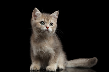 Fototapeta na wymiar Playful British breed Kitty Beige color Sitting on Isolated Black Background with reflection, Side view