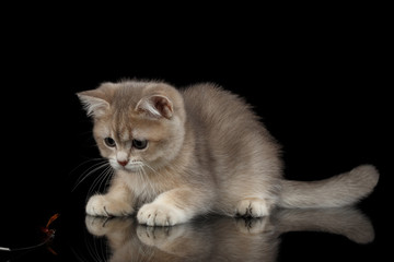 Playful British breed Kitty Beige color Isolated Black Background with reflection, Side view