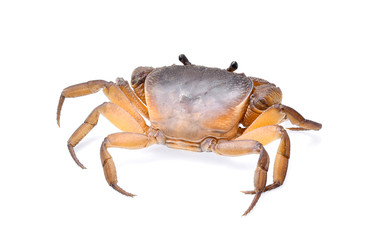 crab on white background