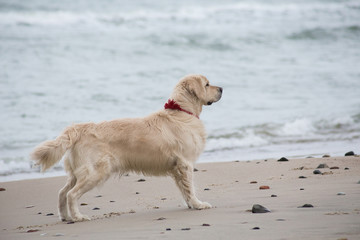 dog breed golden retriever playing in the sand on the beach of the Baltic Sea