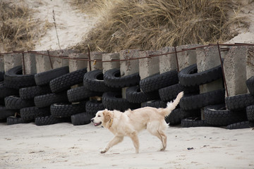 Fototapeta premium dog breed golden retriever playing in the sand on the beach of the Baltic Sea