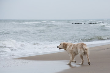 dog breed golden retriever playing in the sand on the beach of the Baltic Sea