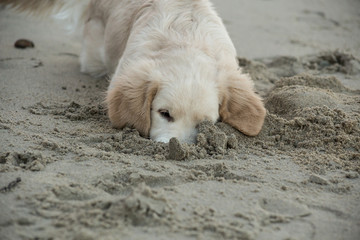 puppy golden retriever playing in the sand on the beach, Baltic Sea