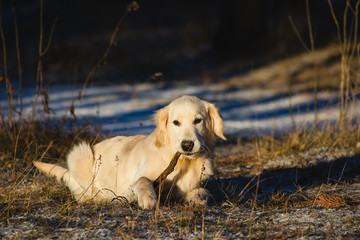 dog breed golden retriever playing in the winter forest