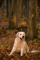 dog breed golden retriever playing on the background of autumn leaves yellow.