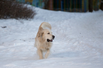 dog breed golden retriever playing in the snow in the winter