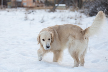 dog breed golden retriever playing in the snow in the winter