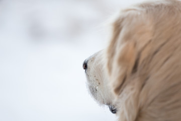 dog breed golden retriever playing in the snow in the winter