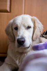 golden retriever sitting in interior, close-up, smile dog
