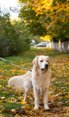dog breed golden retriever playing on the background of autumn leaves yellow