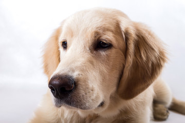 contorts face, sitting in the studio, white background