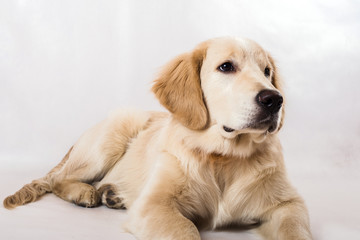 contorts face, sitting in the studio, white background