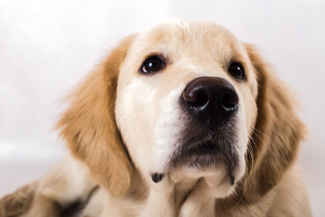 contorts face, sitting in the studio, white background