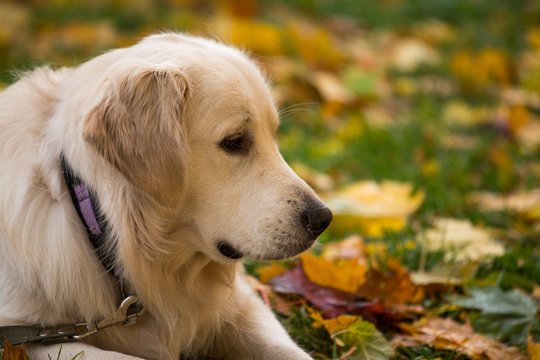 dog breed golden retriever playing on the background of autumn leaves yellow