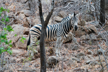 Zebra in Pilanesburg National Park,South Africa.
