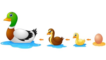 Obraz na płótnie Canvas Life cycle of a duck
