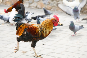 Spotted orange with black and green rooster walks in the Park.