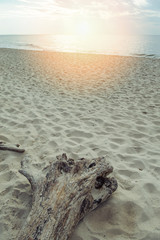 A piece of dry wood lying on the pebbles on the beach