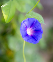 blue flower in nature