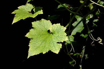 Winter melon leaves on the dark background