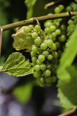 Deurstickers Wijnrank met een tros druiven © John Hofboer