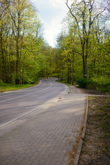 Fototapeta na wymiar A road in the forest