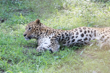 Leopard. This is the resting time.