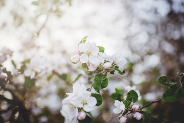 Blooming apple tree in spring time.