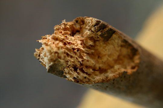 Crumbled piece of wood decayed by woodworms