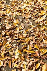 yellow leaves on the ground as a background