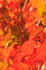 Fototapeta na wymiar Leaves in vivid autumn colors