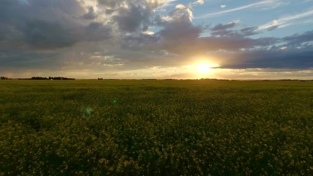 Low level aerial flight over canola field at sunset in the prairies