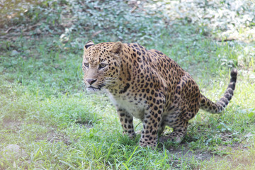 Panther hunting in safari. Panther hunting in Jaldapara Leopard safari, India.