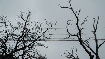Barren Trees and Wires After a Forest Fire