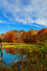 Colorful leaves on trees along lake in autumn,
